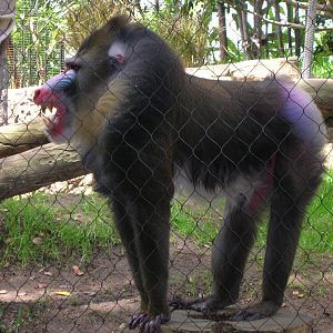 Mandrill 3-2-09