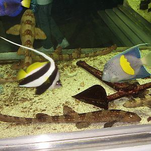 Bamboo Sharks Damsel Fish- Staten Island Zoo MAY07 II