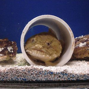 Toadfish- Staten Island Zoo JAN08 III