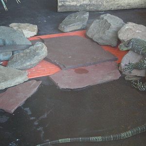 Croc Monitor Mertens Water Monitor - Staten Island Zoo JAN08 II