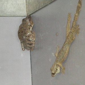 Flying Gecko Flying Frog- Staten Island Zoo MAY07 V