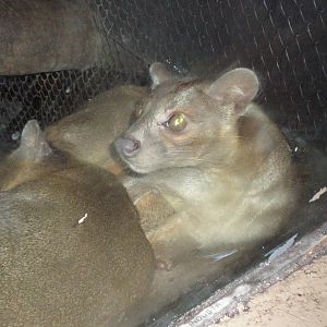 Fossa- Staten Island Zoo DEC08 VIII