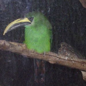 Green Toucanet- Staten Island Zoo MAY07 II
