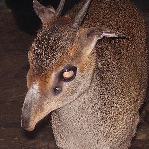 Gunthers Dikdik- Staten Island Zoo MAY07 II