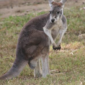 Red Kangaroo at the WWZ