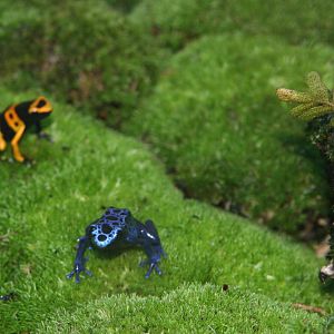 Poison Dart Frog at the WWZ