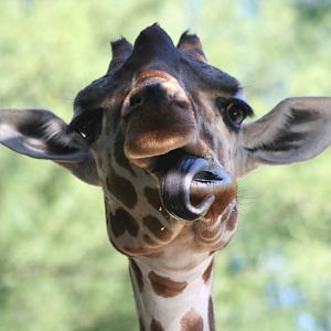 Reticulated Giraffe