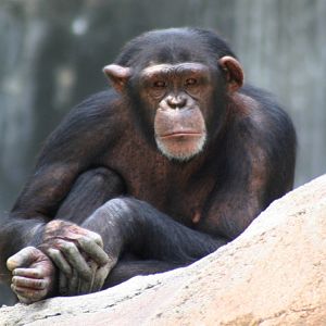 Chimpanzee