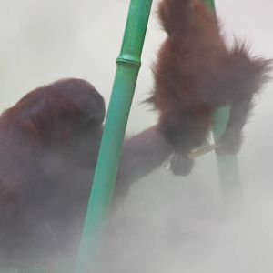 Orangs in the Mist