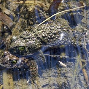 Toad couple (Bufo calamita)