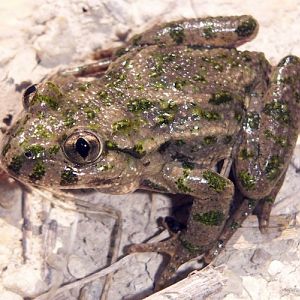 Toad (Pelodytes punctatus)