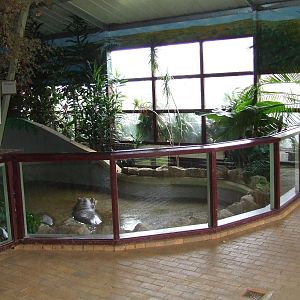 Hippo House, interior, Nile Hippos