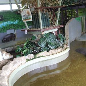 Hippo House, interior, Pygmy Hippo, Nile Hippo