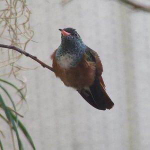 Amazilia Hummingbird, Blackburn Pavilion