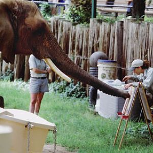 elephant painting, Reid Park Zoo