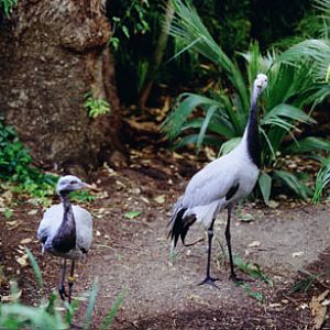 demoiselle cranes, Reid Park Zoo