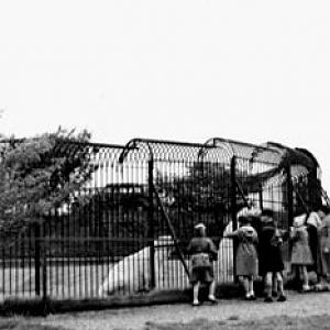 polarbears at whipsnade