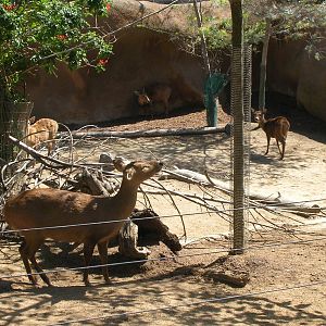 Calamian Deer 3-4-09