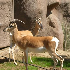 Soemmerring's Gazelle 3-4-09