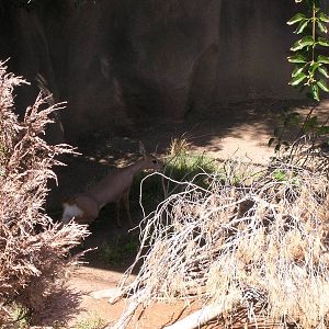 Southern Steenbok 3-4-09