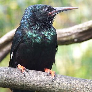 Green Wood Hoopoe, African walk-through aviary, Gorilla Kingdom