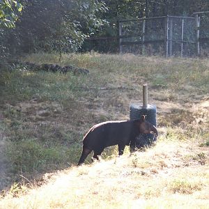 mountain tapir