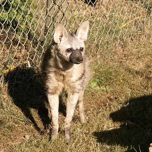 aardwolf