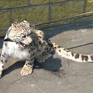 Young snow leopard female