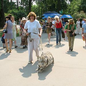 Young snow leopard female
