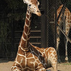 Reticulated giraffe (Giraffa camelopardalis reticulata)
