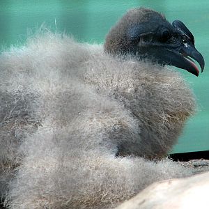 Andean condor chick - Vultur gryphus