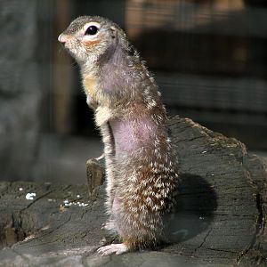 Spotted souslik - Citellus suslicus