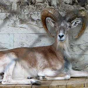 Tadjik Urial - Ovis vignei bochariensis