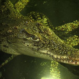 Nile crocodile (Crocodylus niloticus)