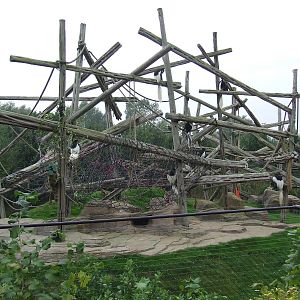 Eastern Black-and-White Colobus enclosure
