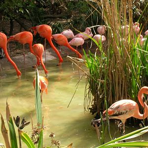 Greater and Lesser Flamingo 3-6-09