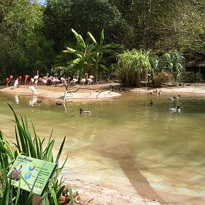 Lesser Flamingo Lagoon 3-6-09