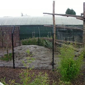 Bear enclosure, RSCC, Kent