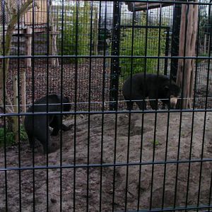 Sun bears, RSCC, Kent