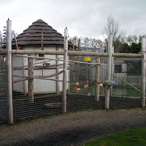 Crowned Lemur enclosure, RSCC, Kent