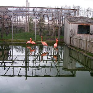 Flamingos, RSCC, Kent