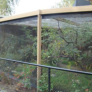 Congo Peafowl aviary