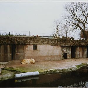 Polar Bear enclosure @ Chester Zoo; 14.02.89