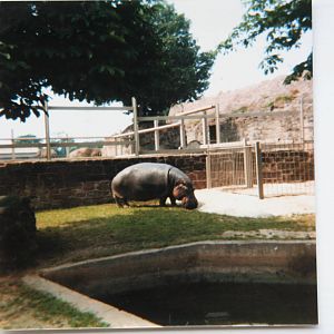 Common Hippo @ Chester Zoo; 1.07.86