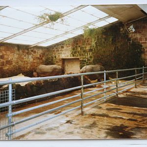 Indoor Hippo area at Chester Zoo; 14.02.89