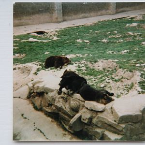 Brown Bears @ Chester Zoo; 1.07.86
