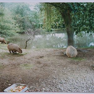Capybara pond @ Chester Zoo; circa 1987