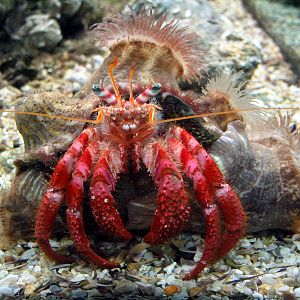 Cosmocaixa - Hermit crab