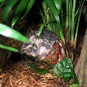 Cosmocaixa - Hermit crab