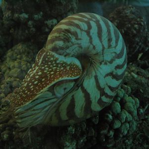 Cosmocaixa - Nautilus